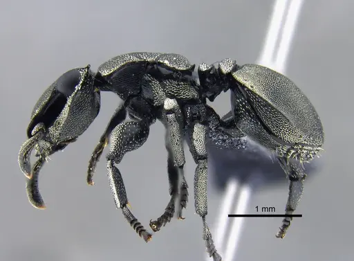 Cephalotes basalis - CBUMAGENT39741