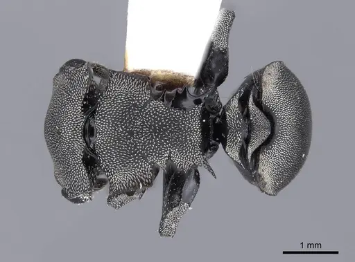 Cephalotes basalis - FMNHINS0000047649