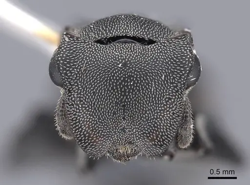 Cephalotes basalis - FMNHINS0000047649