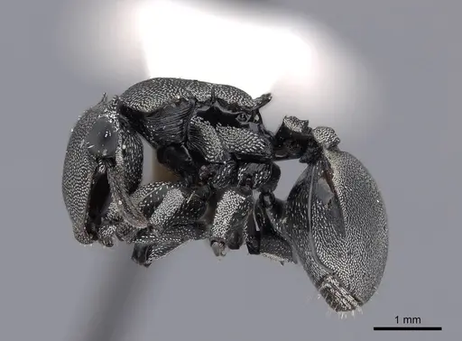 Cephalotes basalis - FMNHINS0000047649