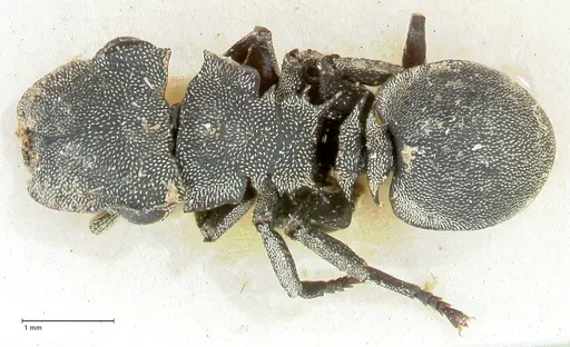 Cephalotes basalis - FOCOL2145