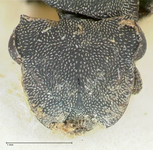 Cephalotes basalis - FOCOL2145