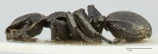 Cephalotes basalis - FOCOL2145