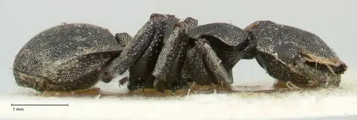 Cephalotes basalis - FOCOL2145