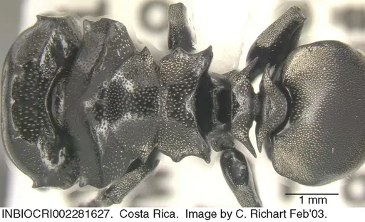 Cephalotes basalis - INBIOCRI002281627