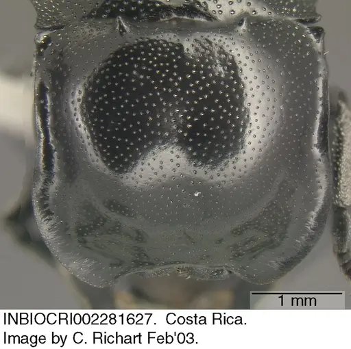 Cephalotes basalis - INBIOCRI002281627