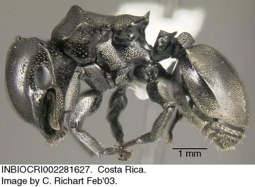 Cephalotes basalis - INBIOCRI002281627