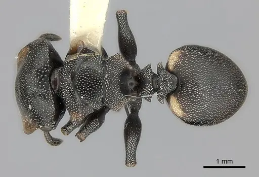Cephalotes biguttatus specimen