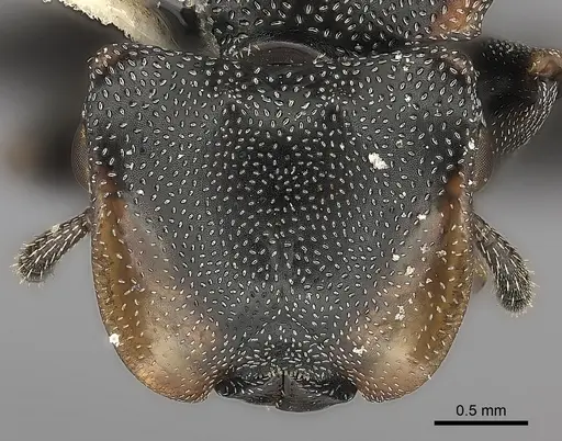 Cephalotes biguttatus specimen