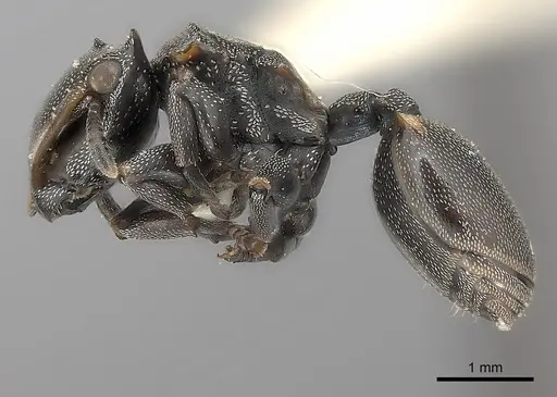 Cephalotes biguttatus specimen