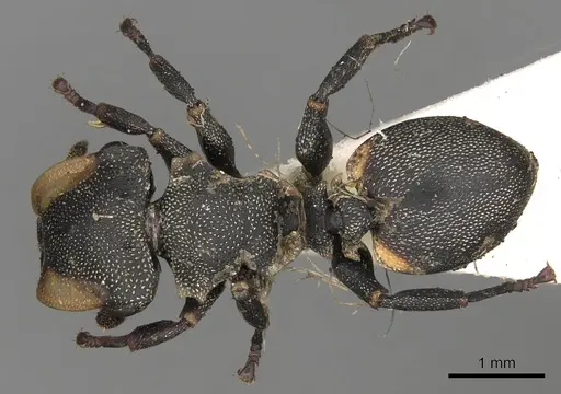 Cephalotes biguttatus - CASENT0900242