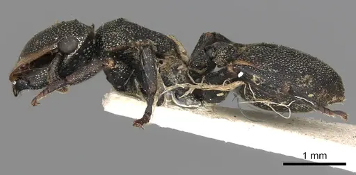 Cephalotes biguttatus - CASENT0900242