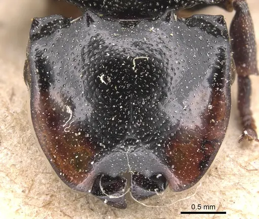 Cephalotes biguttatus - CASENT0904909