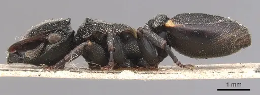 Cephalotes biguttatus - CASENT0904909