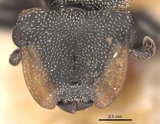 Cephalotes biguttatus - CASENT0904910