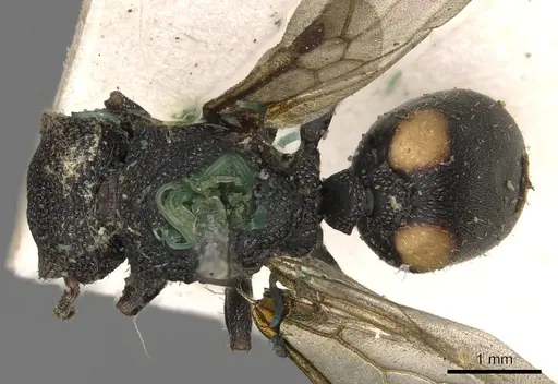 Cephalotes bimaculatus specimen