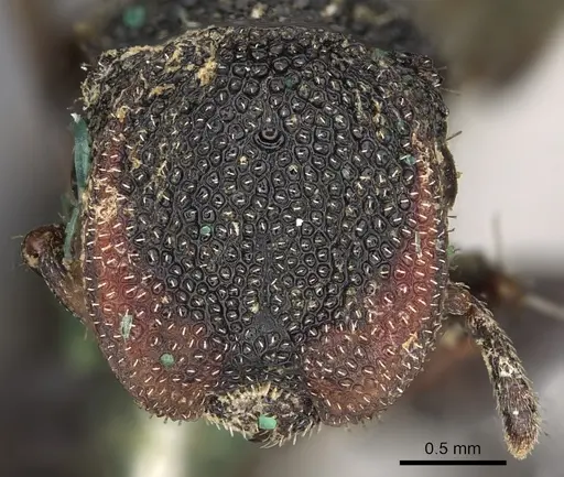 Cephalotes bimaculatus specimen