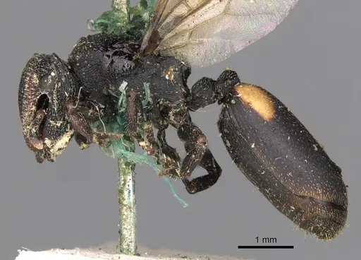 Cephalotes bimaculatus specimen