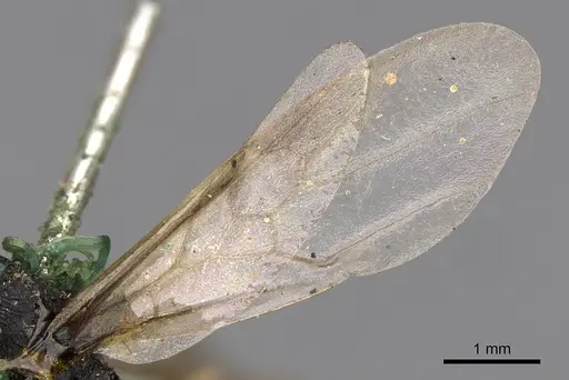 Cephalotes bimaculatus - CASENT0900247