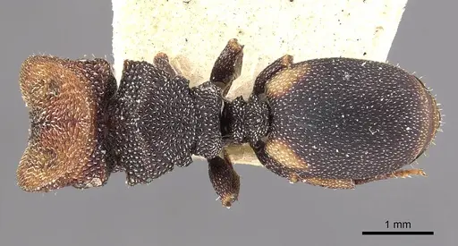 Cephalotes bimaculatus - CASENT0909279