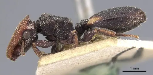 Cephalotes bimaculatus - CASENT0909279