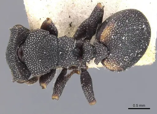 Cephalotes bimaculatus - CASENT0909280