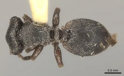 Cephalotes bivestitus specimen
