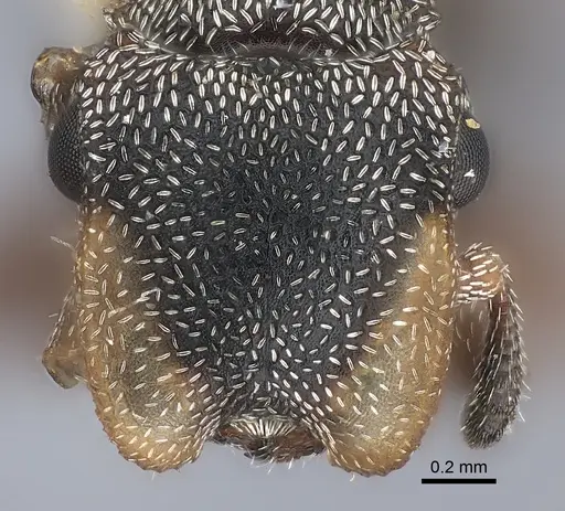 Cephalotes bivestitus specimen