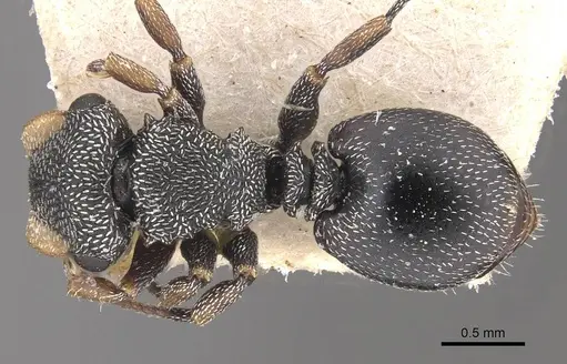 Cephalotes bivestitus - CASENT0909288