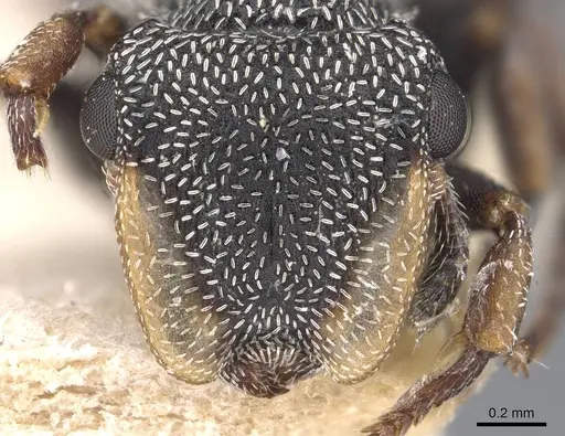 Cephalotes bivestitus - CASENT0909288