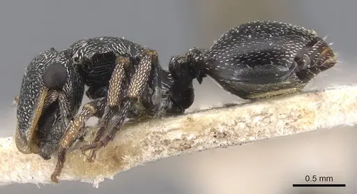 Cephalotes bivestitus - CASENT0909288