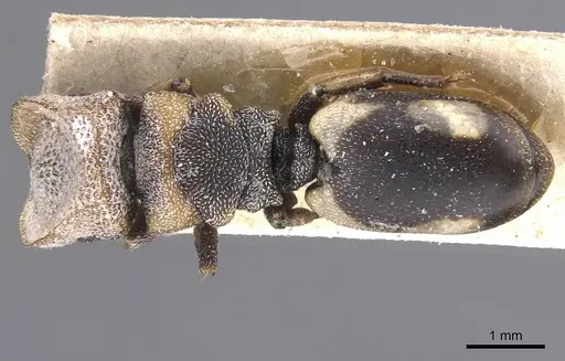 Cephalotes bivestitus - CASENT0912588