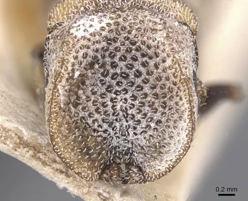 Cephalotes bivestitus - CASENT0912588