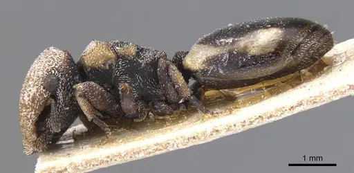 Cephalotes bivestitus - CASENT0912588