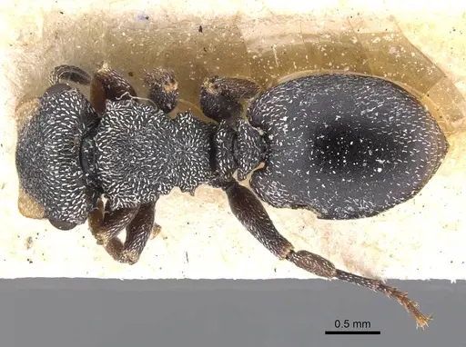 Cephalotes bivestitus - CASENT0912589