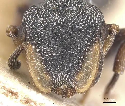 Cephalotes bivestitus - CASENT0912589