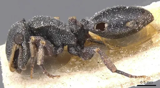 Cephalotes bivestitus - CASENT0912589