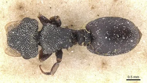 Cephalotes bivestitus - CASENT0912597