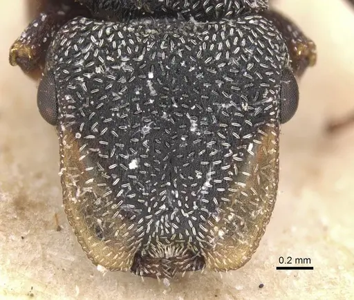 Cephalotes bivestitus - CASENT0912597