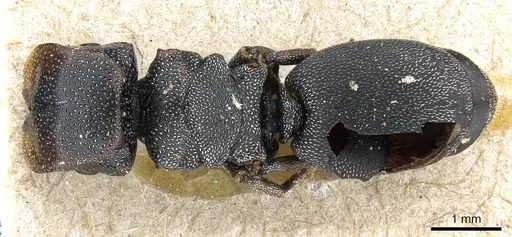Cephalotes bohlsi specimen