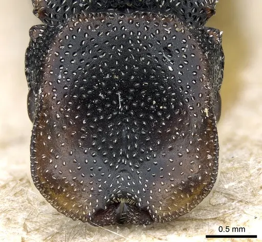 Cephalotes bohlsi specimen