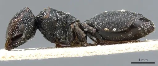 Cephalotes bohlsi specimen