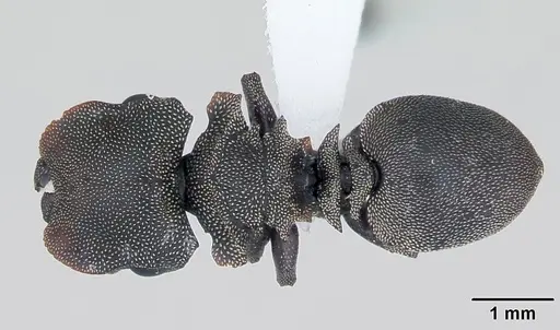 Cephalotes borgmeieri specimen