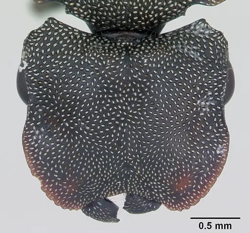 Cephalotes borgmeieri specimen