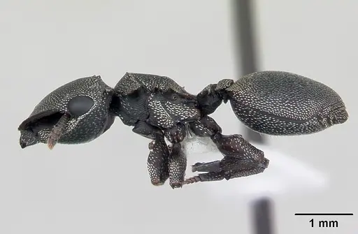 Cephalotes borgmeieri specimen