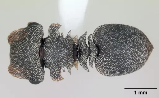 Cephalotes borgmeieri - CASENT0173665