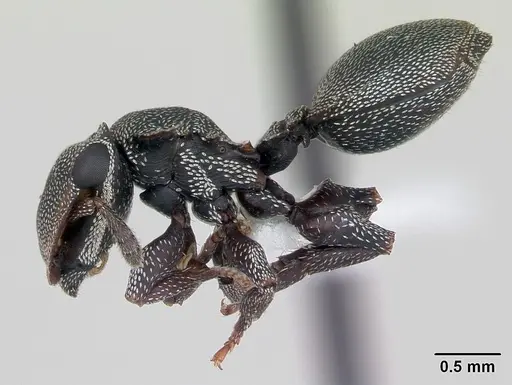 Cephalotes borgmeieri - CASENT0173665