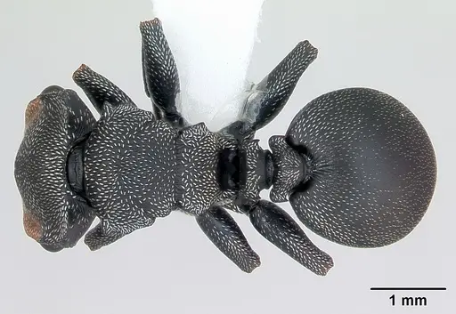 Cephalotes bruchi specimen