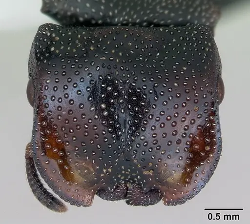 Cephalotes bruchi - CASENT0173667