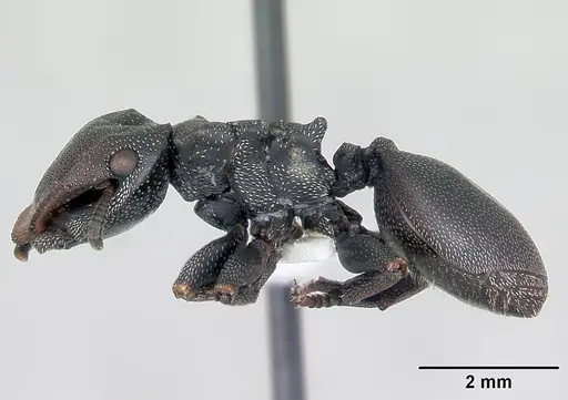 Cephalotes bruchi - CASENT0173667
